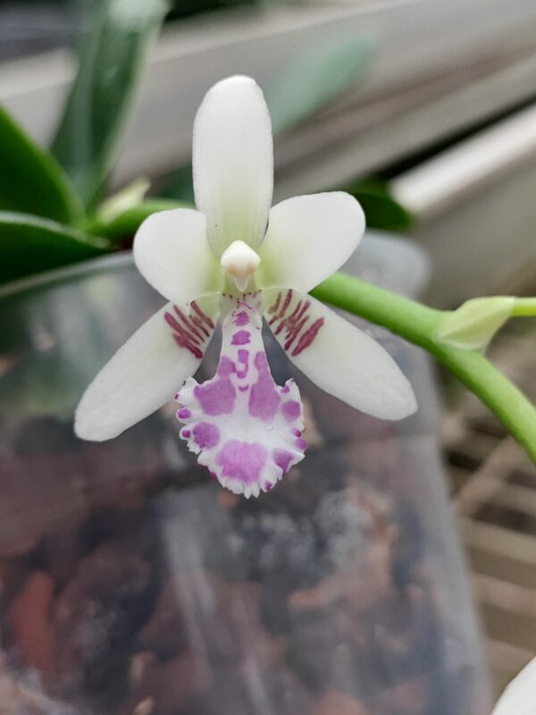 Phalaenopsis japonica