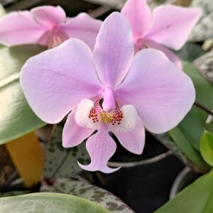 Phalaenopsis schilleriana