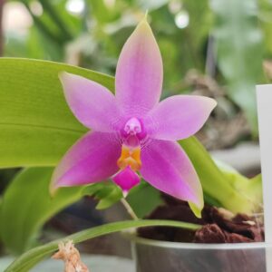 Phalaenopsis violacea