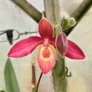 Phragmipedium Memoria 'Dick Clements'