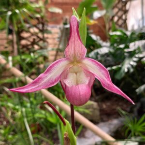 Phragmipedium Sedenii