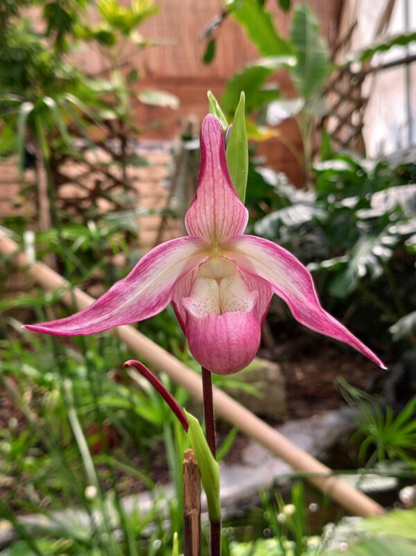 Phragmipedium Sedenii