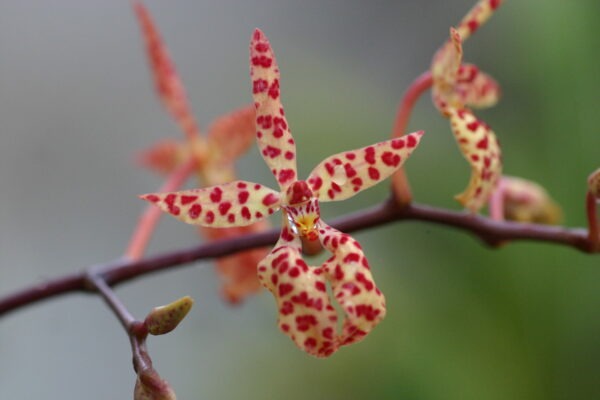 Renanthera monachica