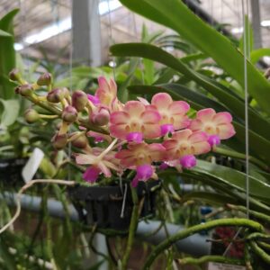 Rhrds. Bangkok Sunset x Rhy. gigantea