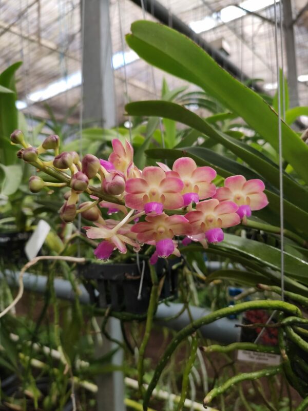 Rhrds. Bangkok Sunset x Rhy. gigantea