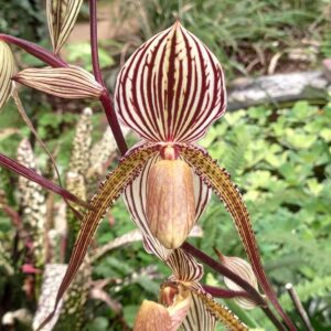 Paphiopedilum Saint Swithin