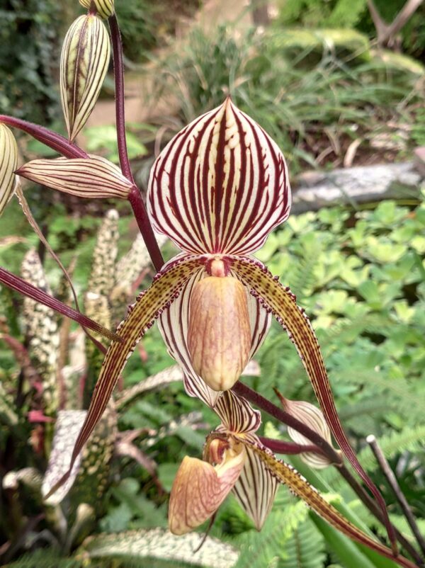 Paphiopedilum Saint Swithin