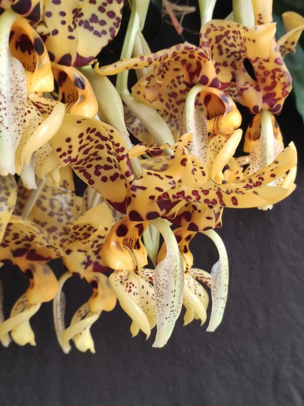 Stanhopea Assidensis – Image 2