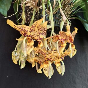 Stanhopea Assidensis