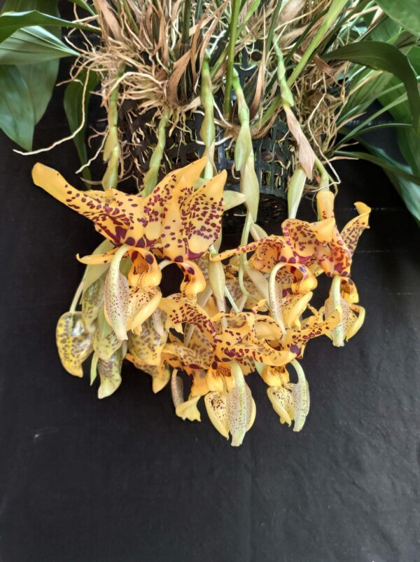 Stanhopea Assidensis