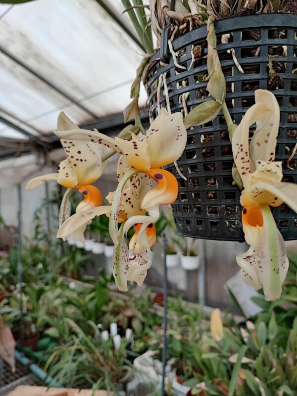 Stanhopea embreei – Image 2