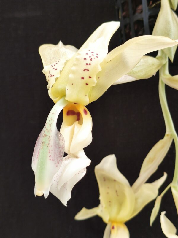 Stanhopea inodora