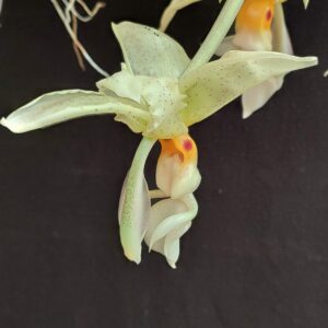 Stanhopea ruckeri