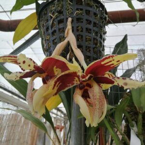 Stanhopea tigrina