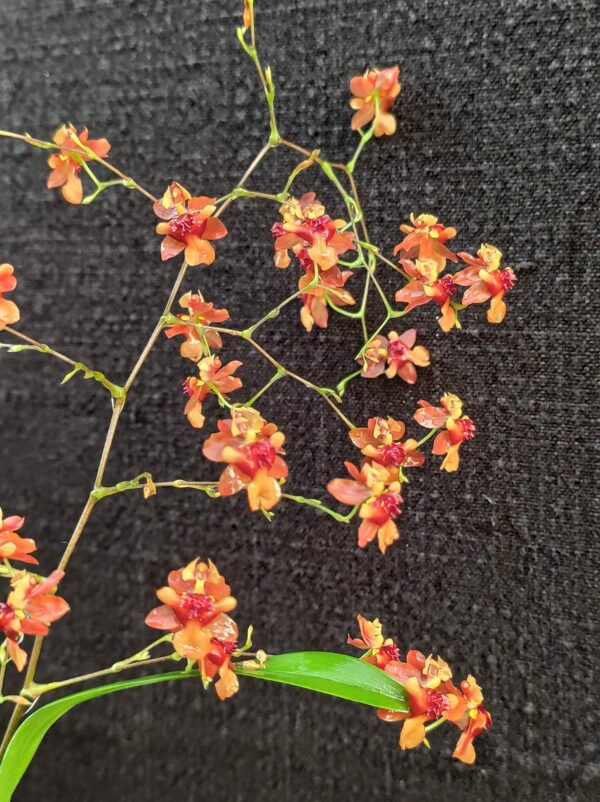 Oncidium Twinkle Cinnamon