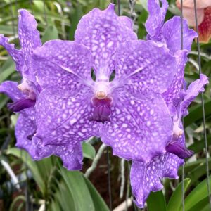 (V. Bitz's Hearthtob X Ascda Leenakamophan) x V. coerulea