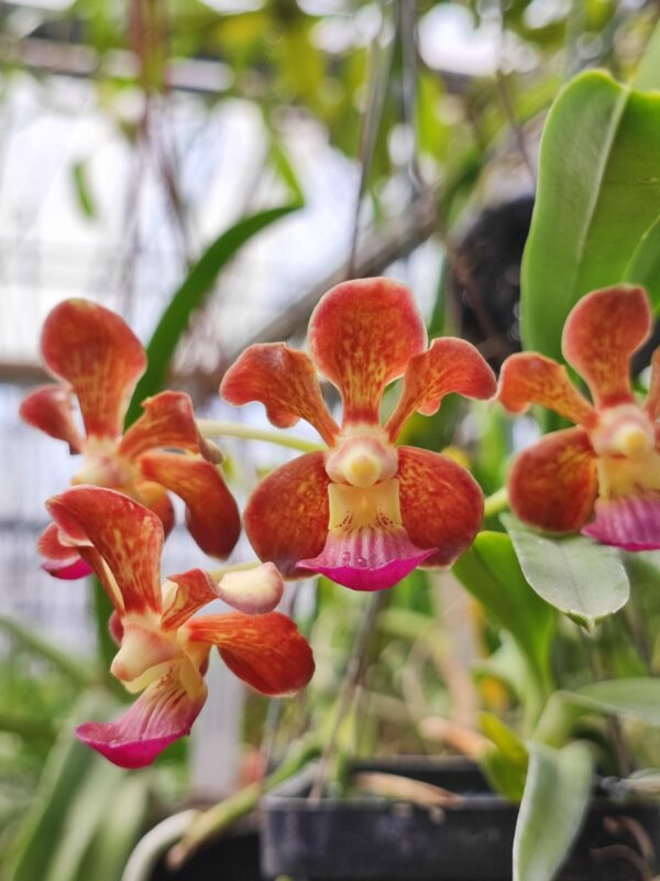 V. (Little Fancy x merillii) x V. (insignis x Mimi Palmer) – Image 2