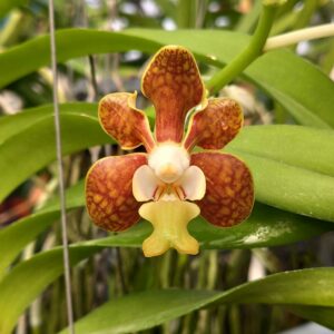 V. brunea x V. denisoniana