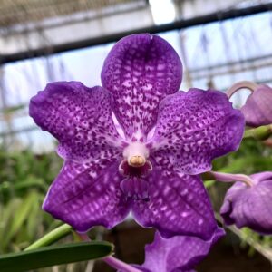 Vanda Kultana Blue x V. tessellata