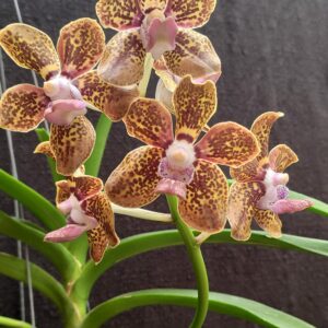 Vanda Kultana Fragance x V. tessellata