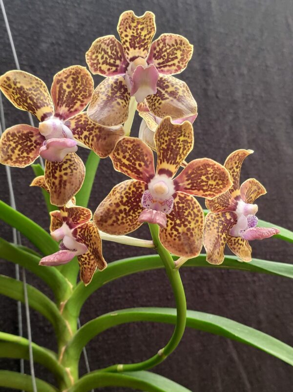 Vanda Kultana Fragance x V. tessellata