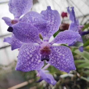 Vanda Muljigae Red x V. coerulea