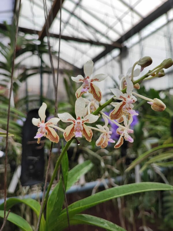 Vanda lamellata var. remediosae