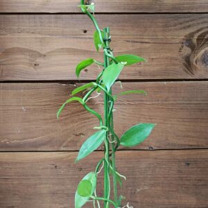 Vanilla planifolia