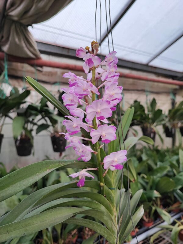 Vascostylis Janis Alison 'Pink'