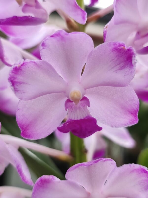 Vascostylis Janis Alison 'Pink' – Image 2