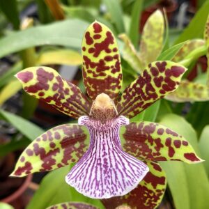 Zygopetalum Pastis