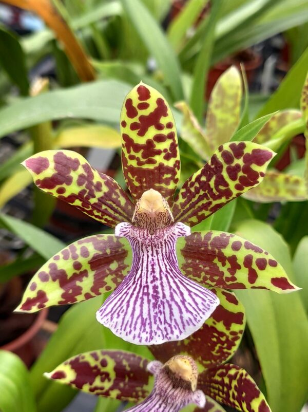 Zygopetalum Pastis