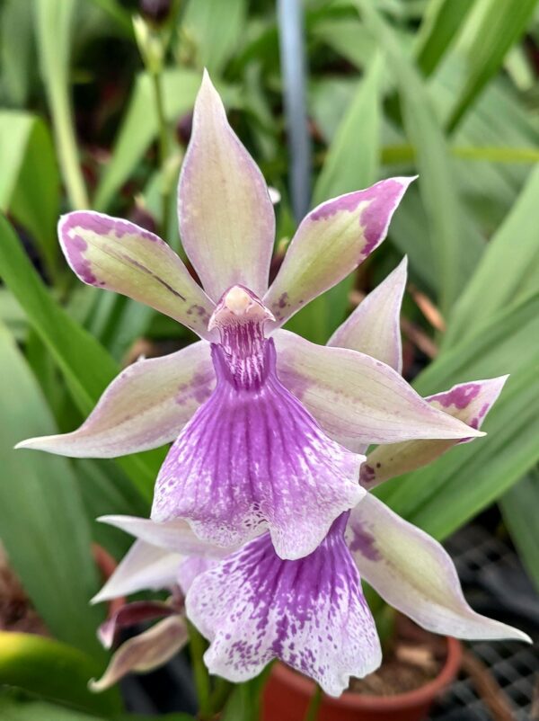 Zygonisia Rhein Bleu Angel