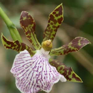 Zygopetalum intermedium