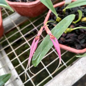 Bulbophyllum biflorum