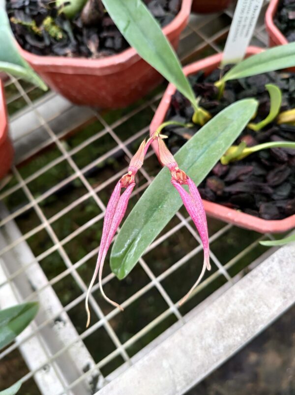 Bulbophyllum biflorum