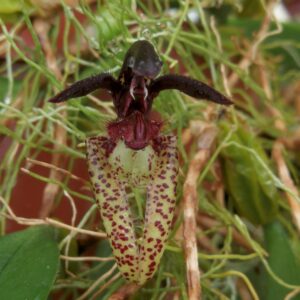 Bulbophyllum lasiochilum
