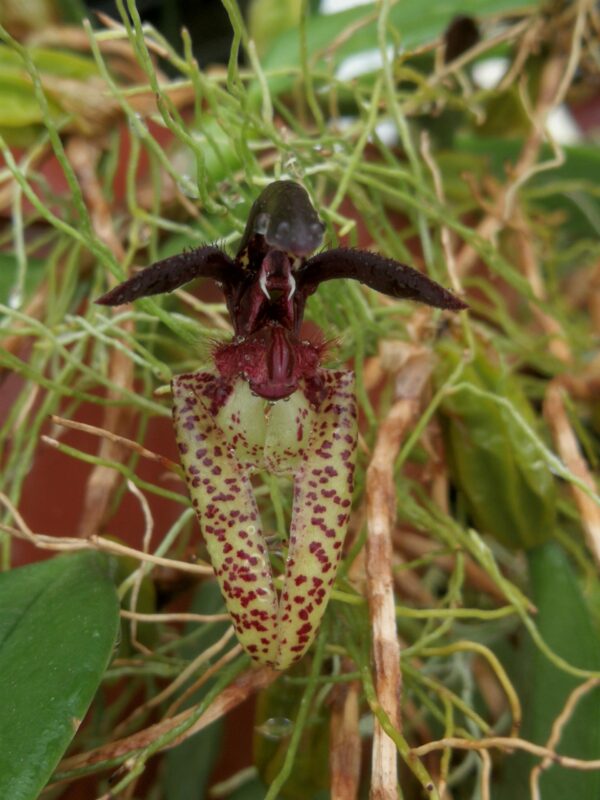 Bulbophyllum lasiochilum