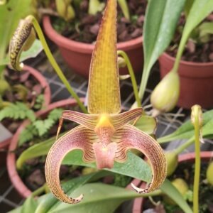 Bulbophyllum lobbii