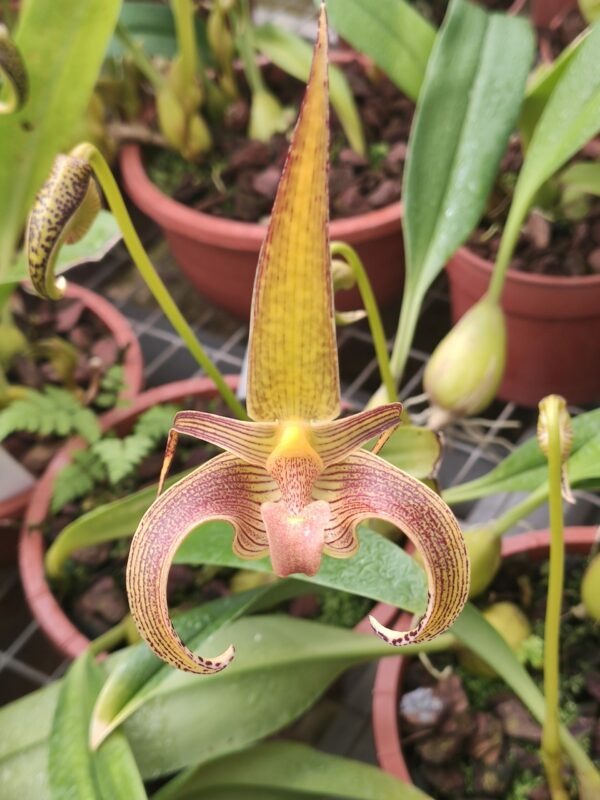 Bulbophyllum lobbii