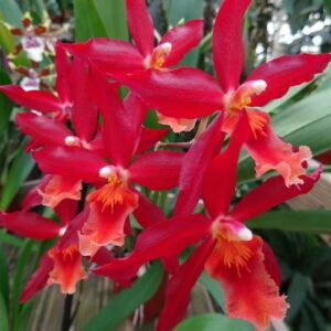 Odontoglossum Chayenne