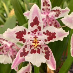 Odontoglossum Nippon