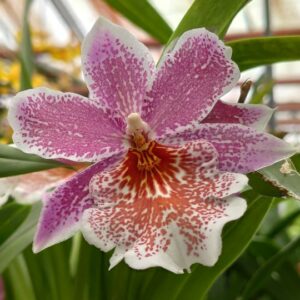 Odontonia Papa Geno Lavender Lady