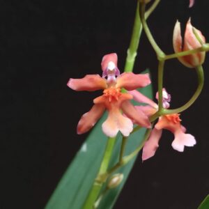 Oncidium hybride 1