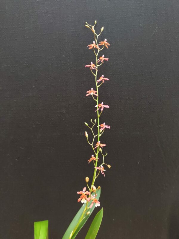 Oncidium hybride 1 – Image 2