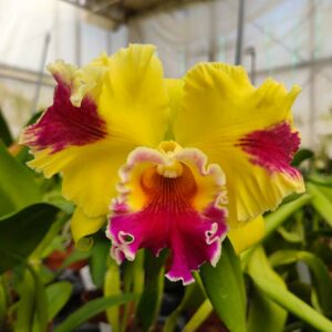 Rlc. Hwa Yuan Grace 'Cat King'