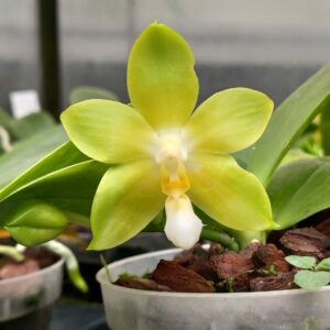 Phalaenopsis Yungho Celb Canary X Tsay's Evergreen'