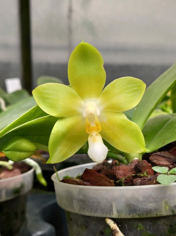 Phalaenopsis Yungho Celb Canary X Tsay's Evergreen'