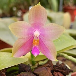 Phalaenopsis Yaphon Good Boy x bellina'Rolf'