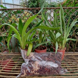 Lot de 3 orchidées hybrides + substrat